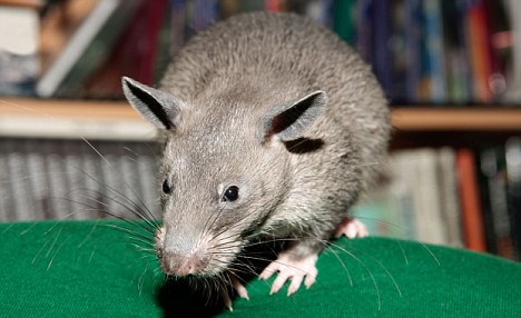 Gambian Pouched Rat - Daily Mail
